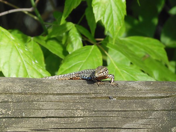 Lucertola muraiola  - Maria Rita Gelso