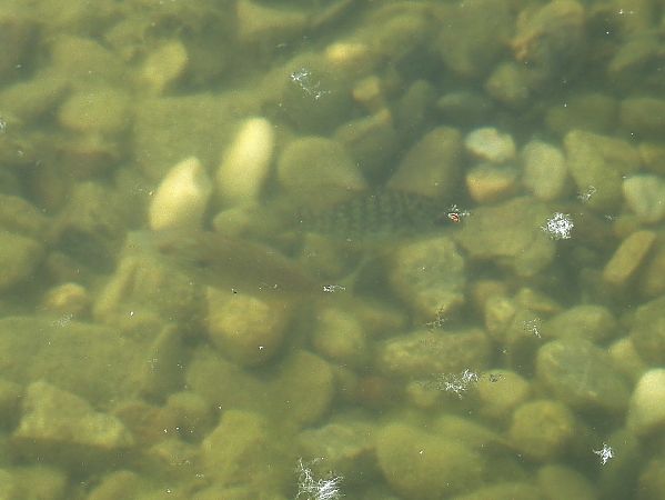 Pesce persico  - Maria Rita Gelso