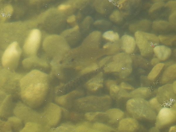 Pesce persico  - Maria Rita Gelso