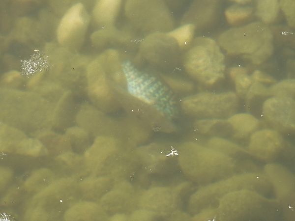 Pesce persico  - Maria Rita Gelso