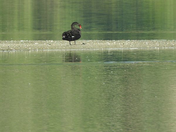 Cigno nero  - Maria Rita Gelso