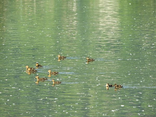 Stockente  - Maria Rita Gelso