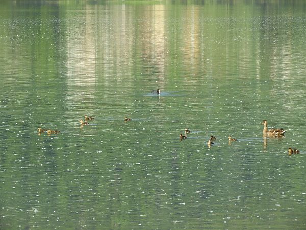 Germano reale  - Maria Rita Gelso