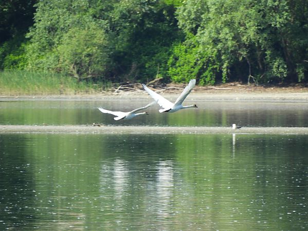 Cigno reale  - Maria Rita Gelso