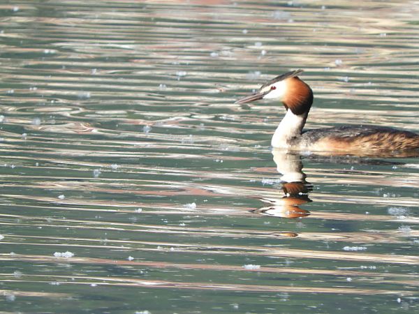 Svasso maggiore  - Maria Rita Gelso