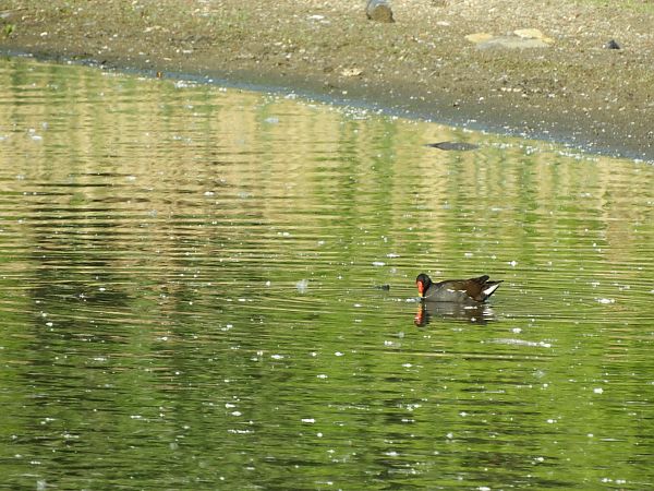 Gallinella d'acqua  - Maria Rita Gelso