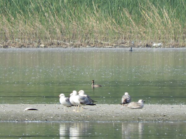 Gabbiano reale  - Maria Rita Gelso