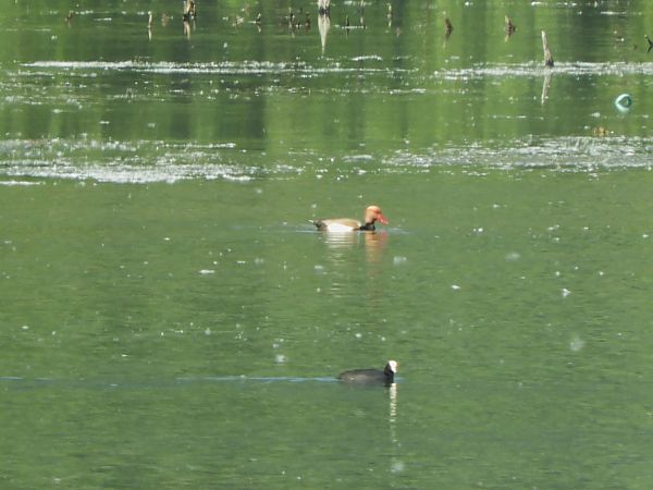 Fistione turco  - Maria Rita Gelso