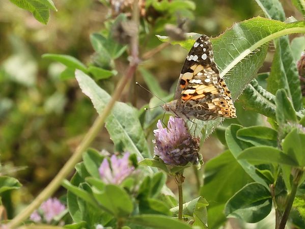 Vanessa cardui  - Maria Rita Gelso