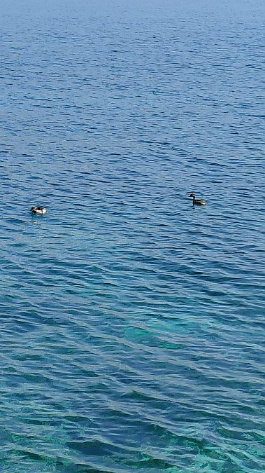 Svasso piccolo  - Clara Tattoni