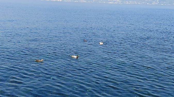 Smergo maggiore  - Clara Tattoni