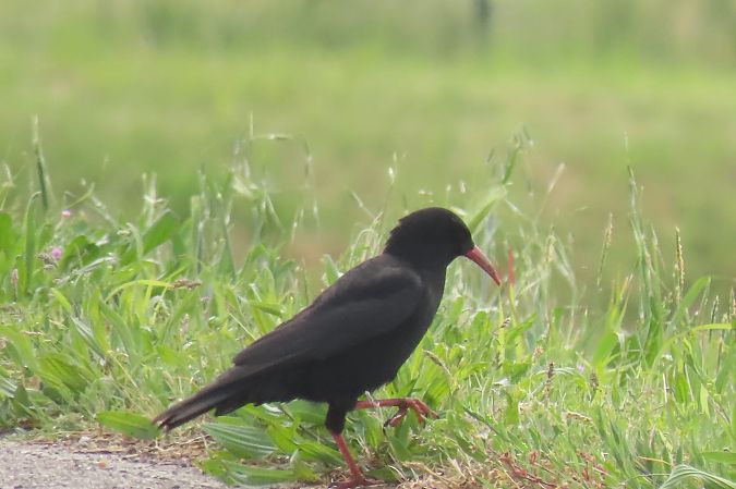 Gracchio corallino  - Alessandro Pavesi