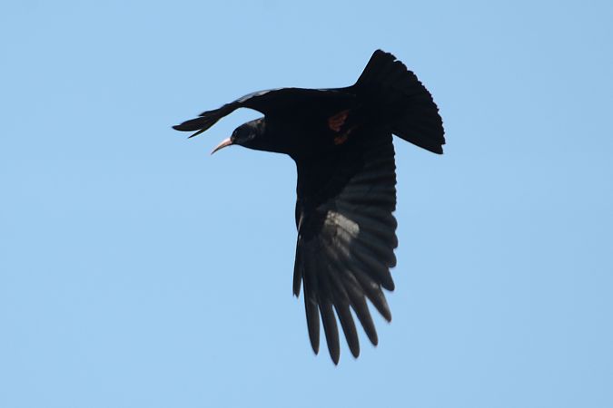 Gracchio corallino  - Alessandro Pavesi