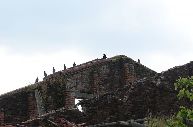 Gracchio corallino  - Alessandro Pavesi