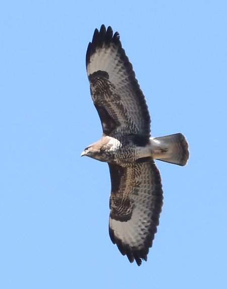 Poiana  - Horand Maier