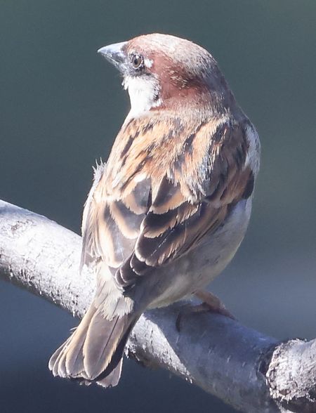 Ibrido Passera d’Italia x europea  - Horand Maier