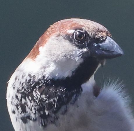 Ibrido Passera d’Italia x europea  - Horand Maier