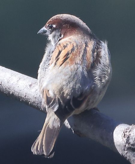 Ibrido Passera d’Italia x europea  - Horand Maier