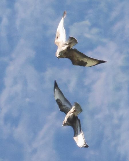 Poiana  - Horand Maier