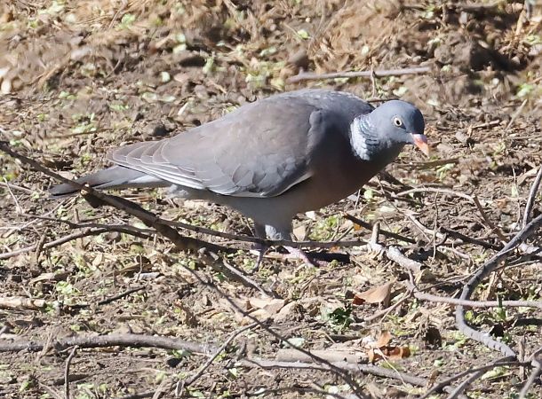 Colombaccio  - Horand Maier