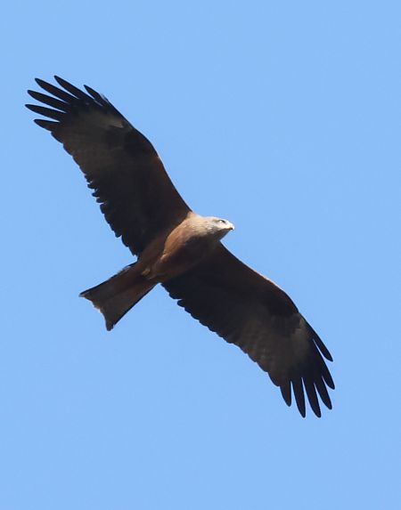 Nibbio bruno  - Horand Maier