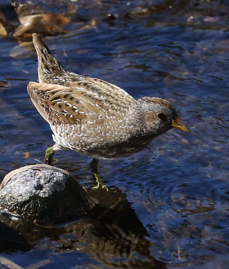 Voltolino  - Horand Maier