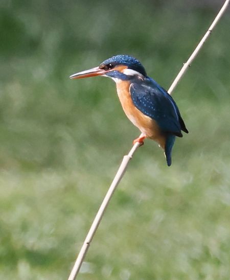 Martin pescatore  - Horand Maier