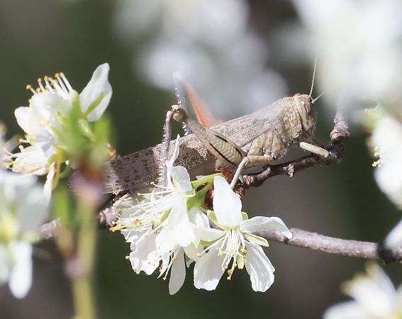 Anacridium aegyptium  - Horand Maier