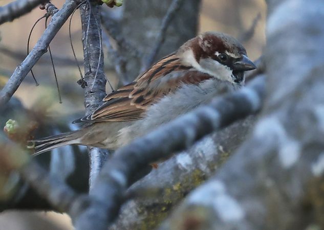 Ibrido Passera d’Italia x europea  - Horand Maier