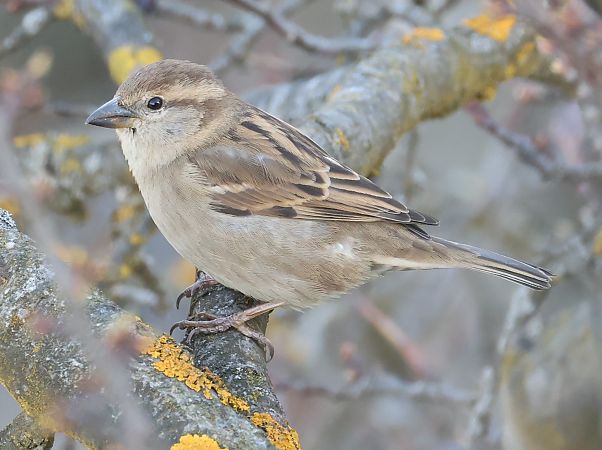 Ibrido Passera d’Italia x europea  - Horand Maier