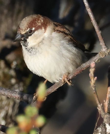 Ibrido Passera d’Italia x europea  - Horand Maier