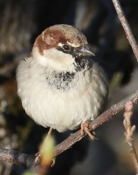 Ibrido Passera d’Italia x europea  - Horand Maier