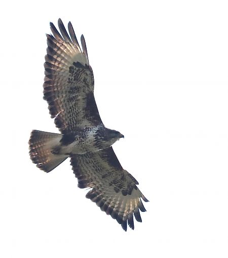 Poiana  - Horand Maier