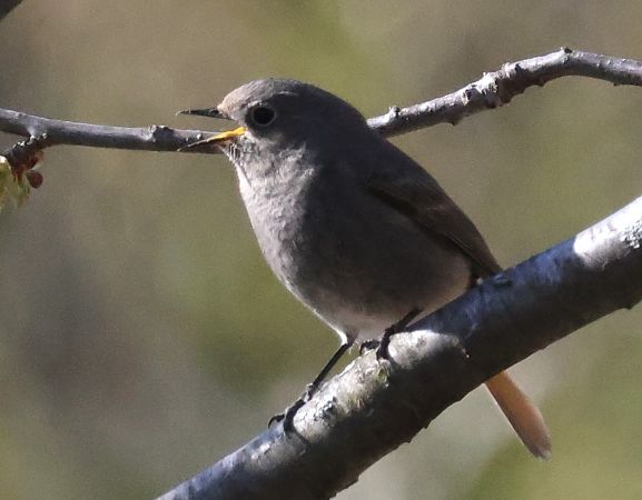 Codirosso spazzacamino  - Horand Maier