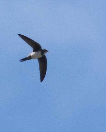 Rondone maggiore  - Horand Maier