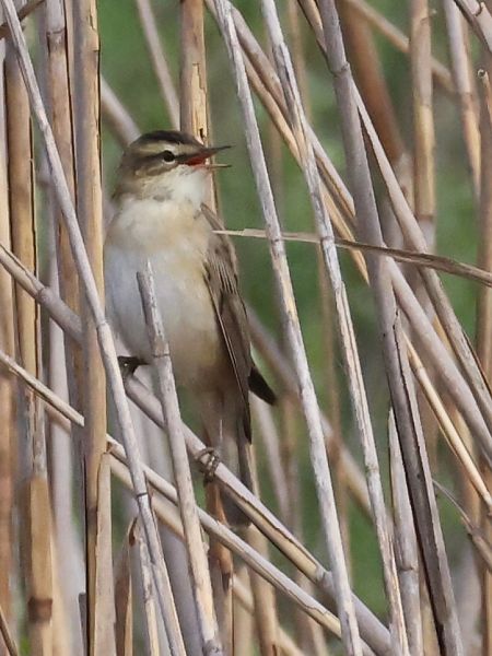 Forapaglie comune  - Horand Maier