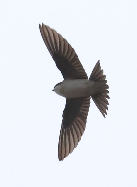 Balestruccio  - Horand Maier