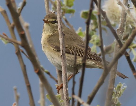 Luì grosso  - Horand Maier