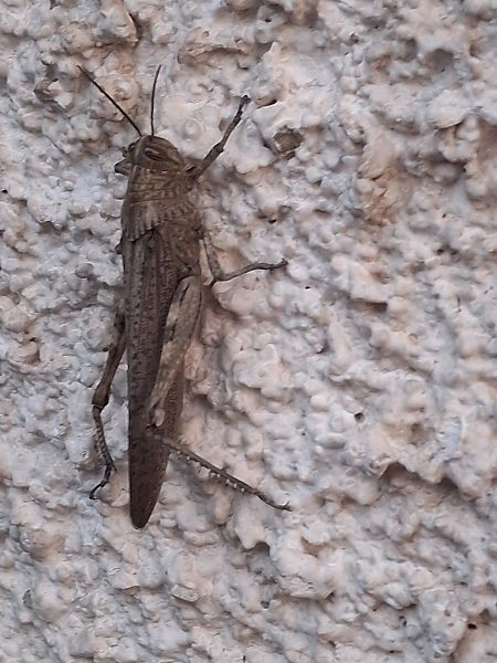 Anacridium aegyptium  - Horand Maier