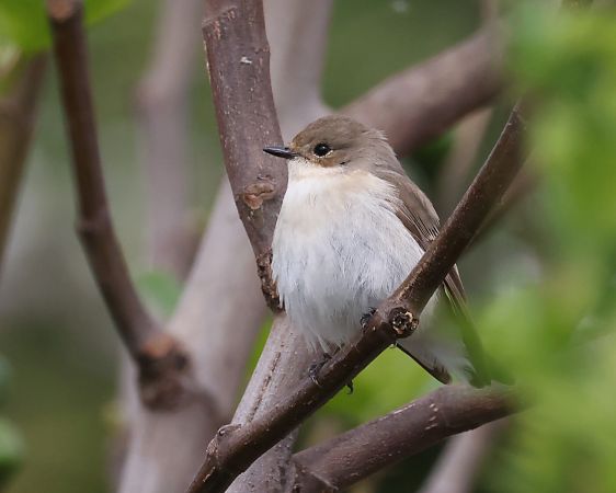 Balia nera  - Horand Maier