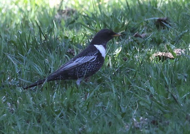 Merlo dal collare meridionale  - Horand Maier
