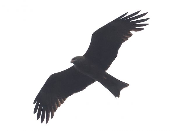 Nibbio bruno  - Horand Maier