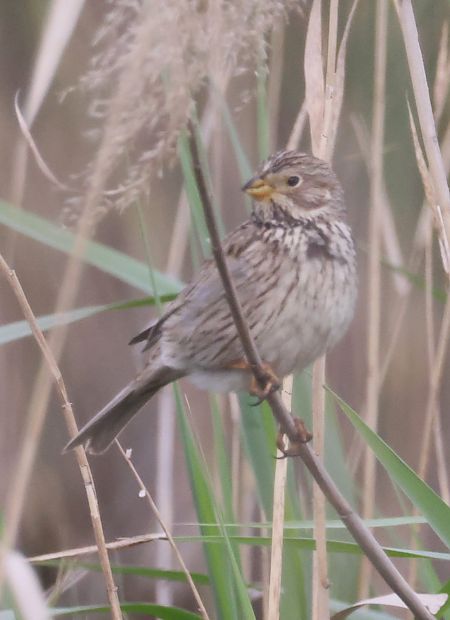 Strillozzo  - Horand Maier