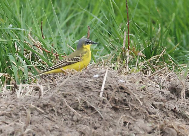 Cutrettola  - Horand Maier