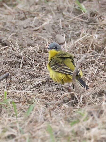 Cutrettola  - Horand Maier