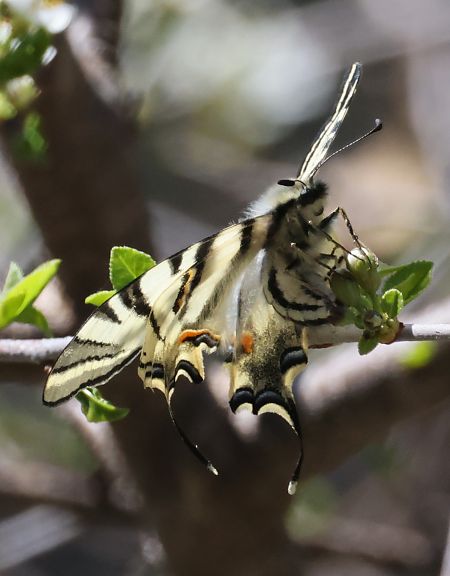 Iphiclides podalirius  - Horand Maier