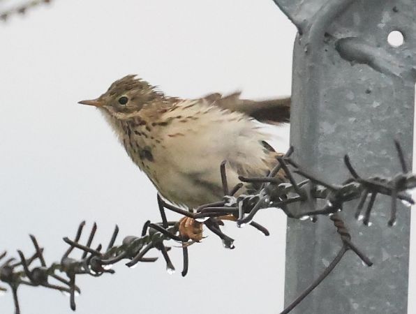 Prispolone  - Horand Maier