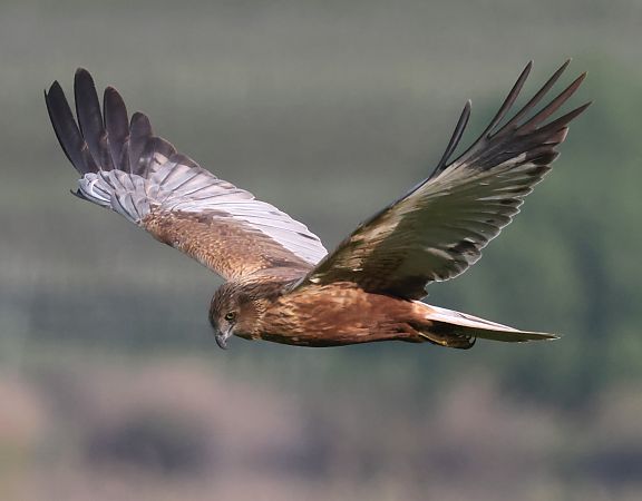 Falco di palude  - Horand Maier