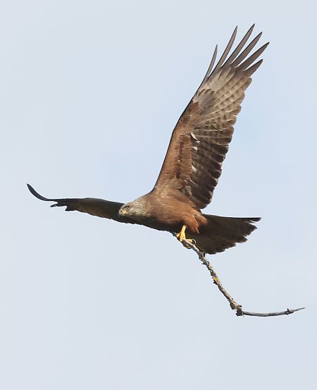 Nibbio bruno  - Horand Maier