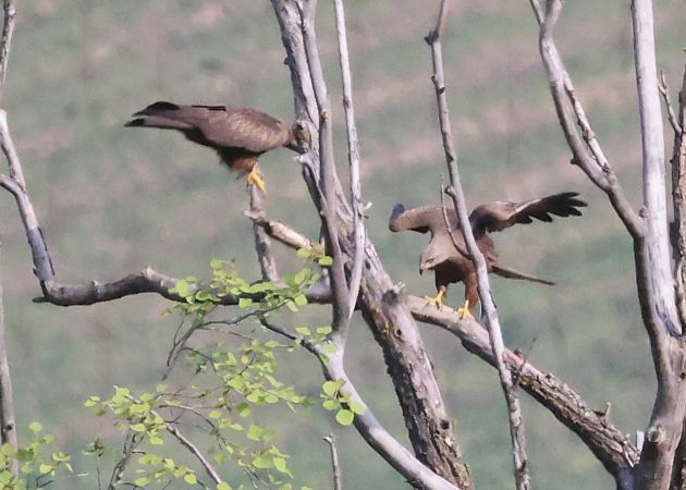 Nibbio bruno  - Horand Maier